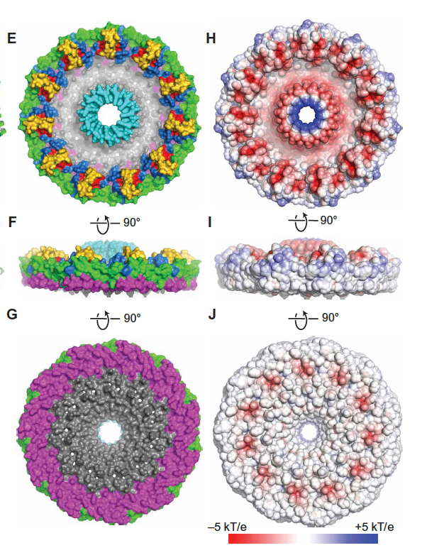 pretty proteins