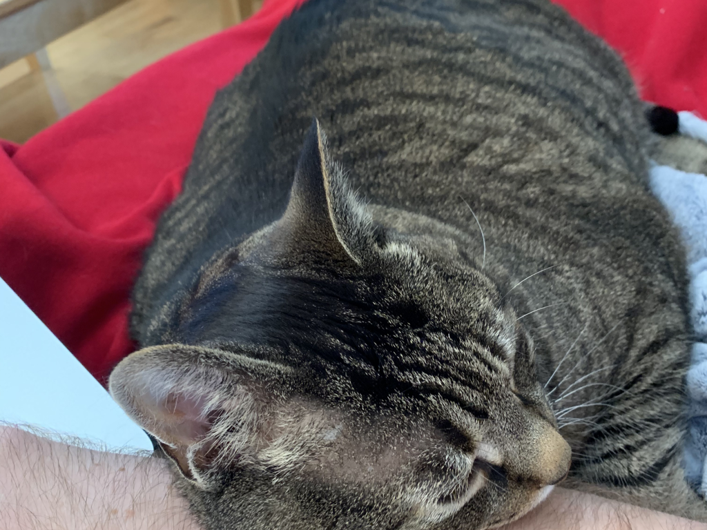 Pepper being supported by my arm