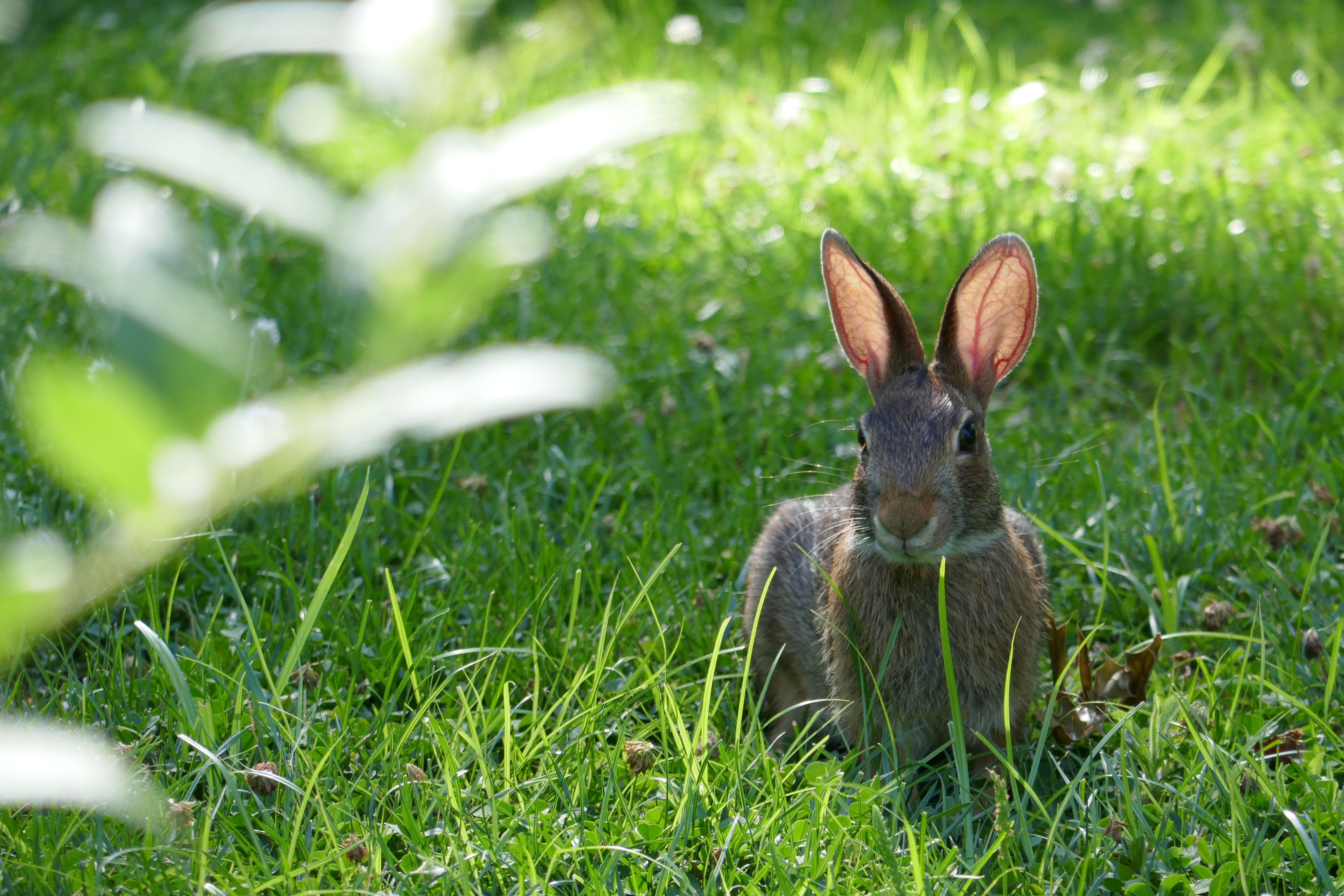 Photo of a bunny in the grass