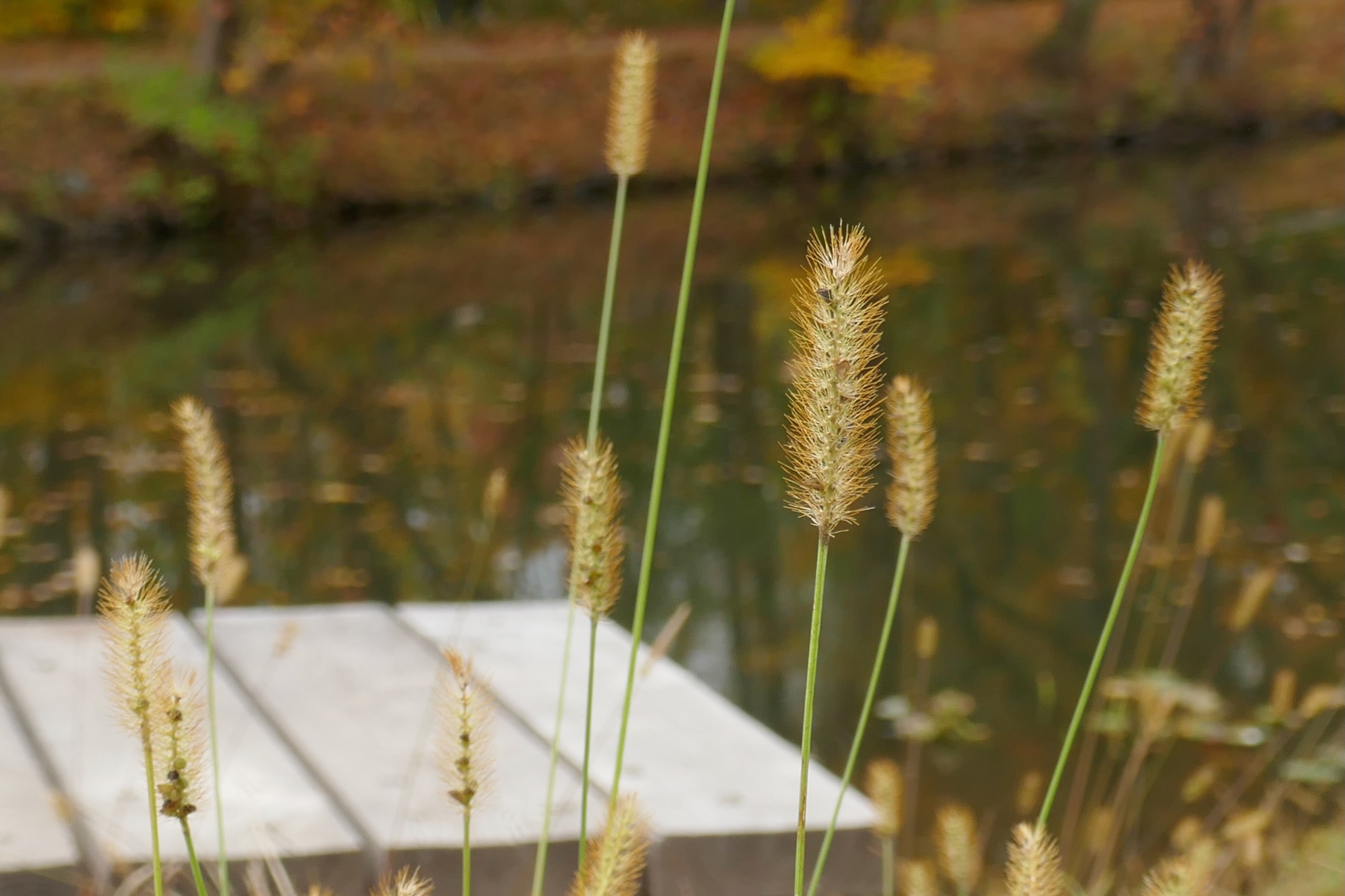 Photo of plants by a canal