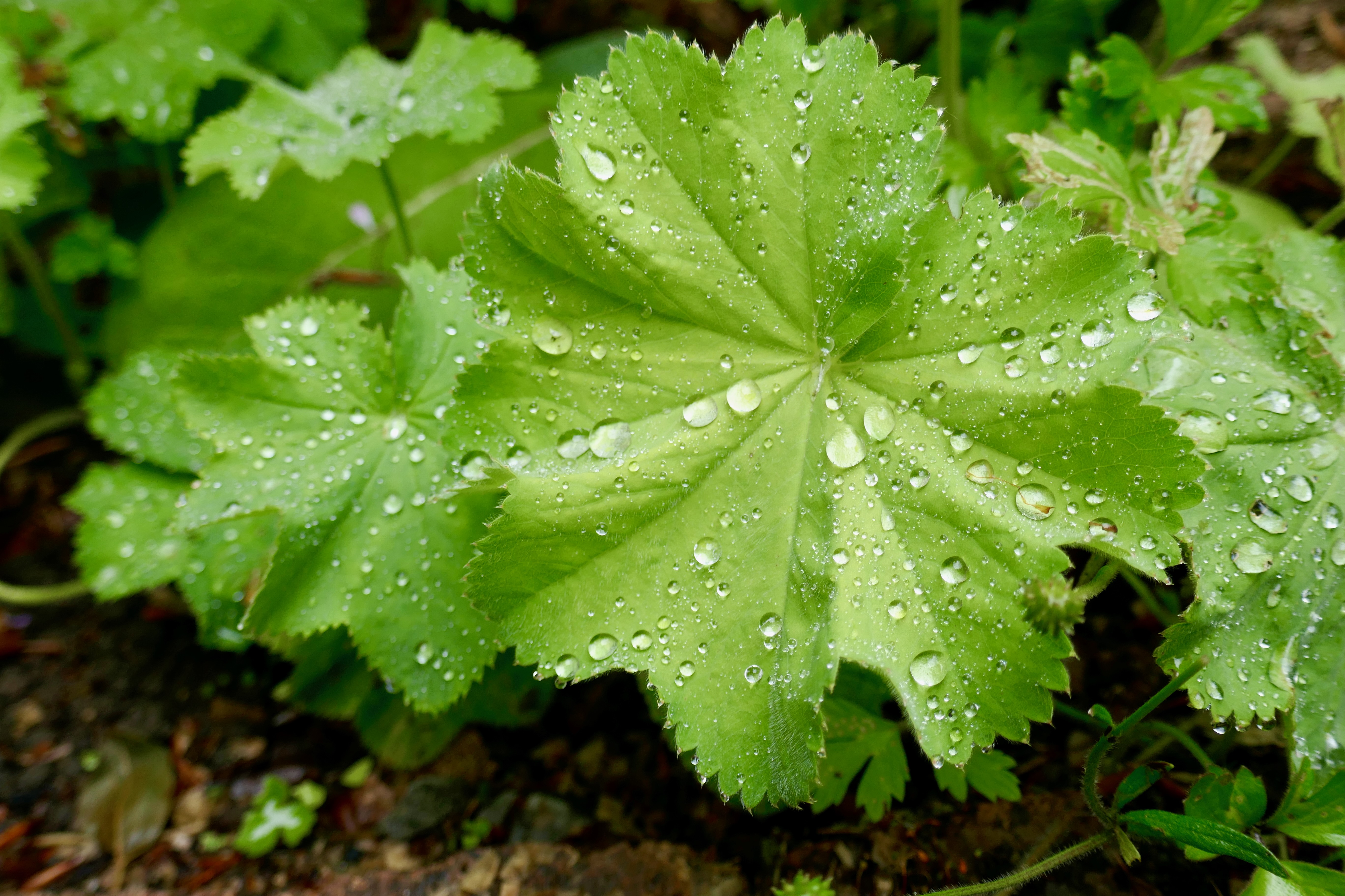 Photo of green leaves with water droplets