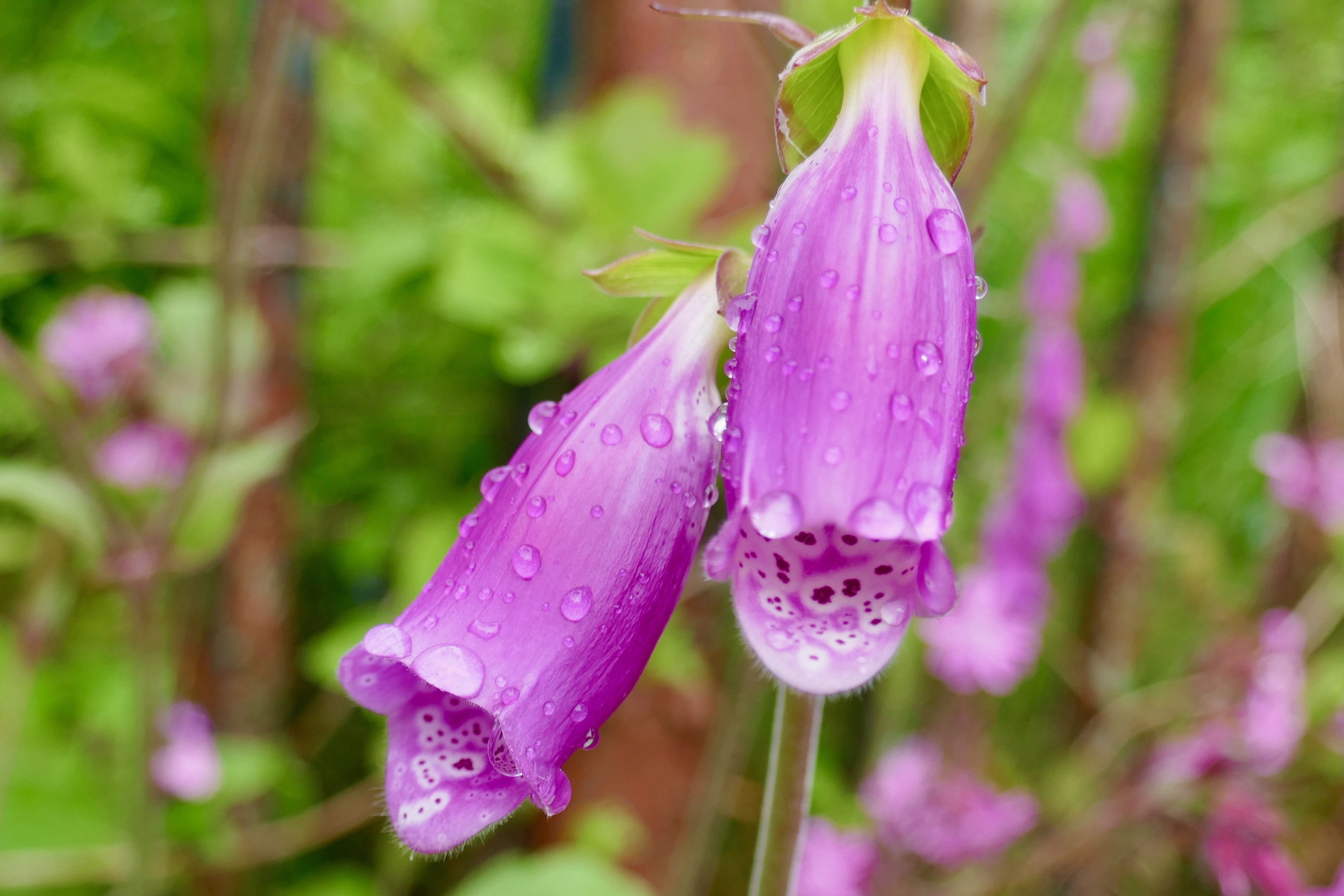 Photo of pink flowers with water droplets