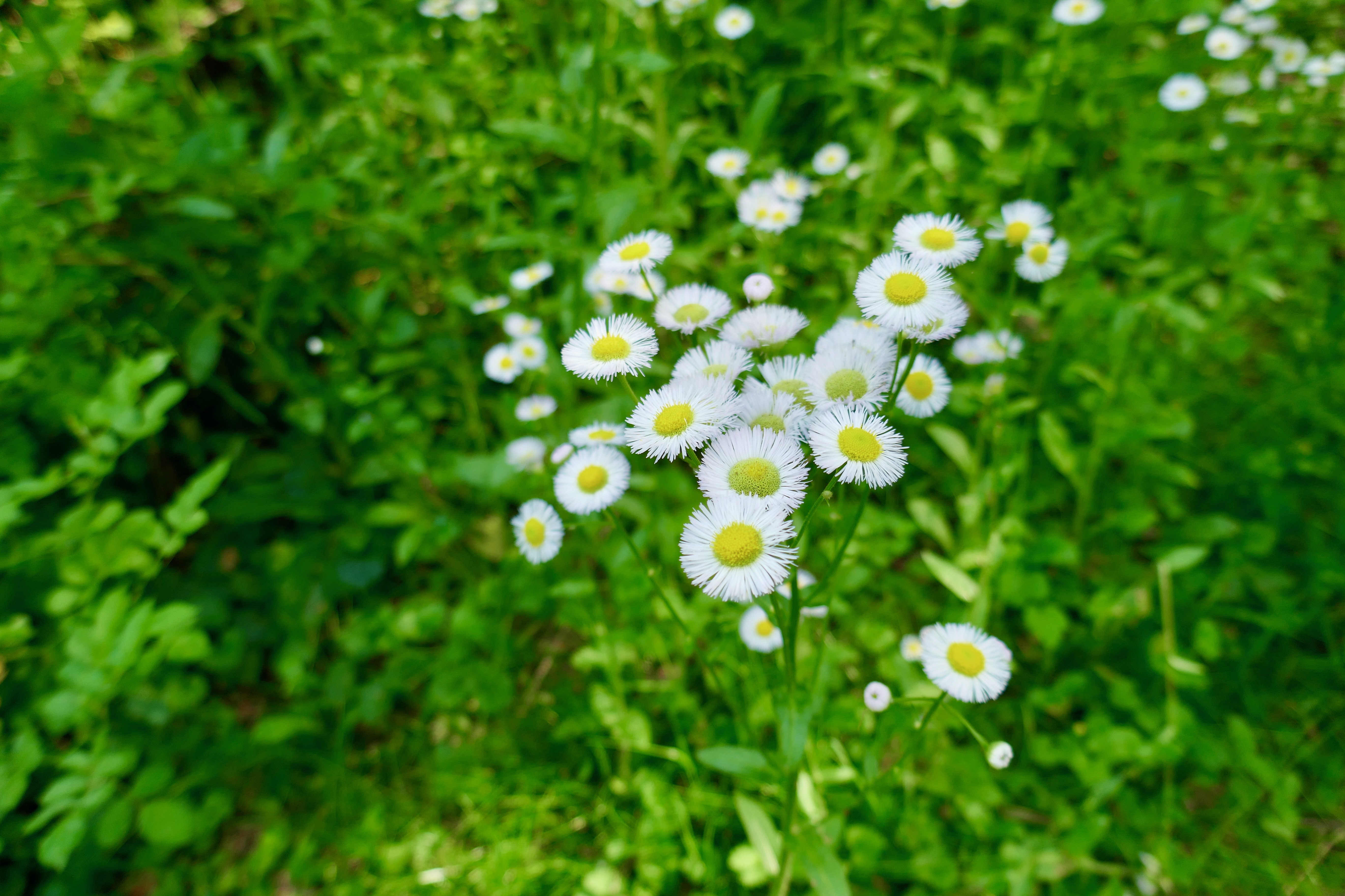 Photo of white flowers